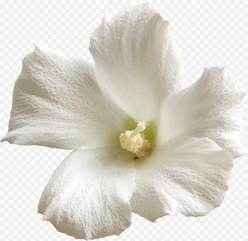 白花
