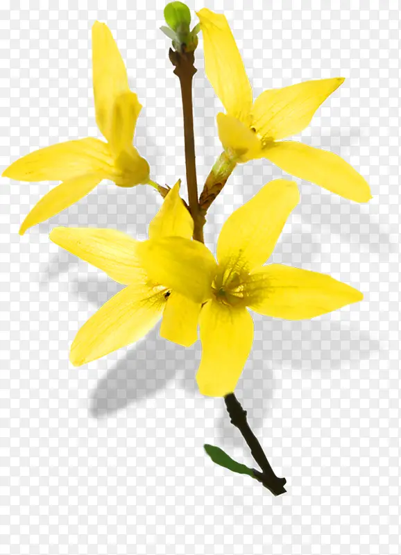 四朵黄色的花图片