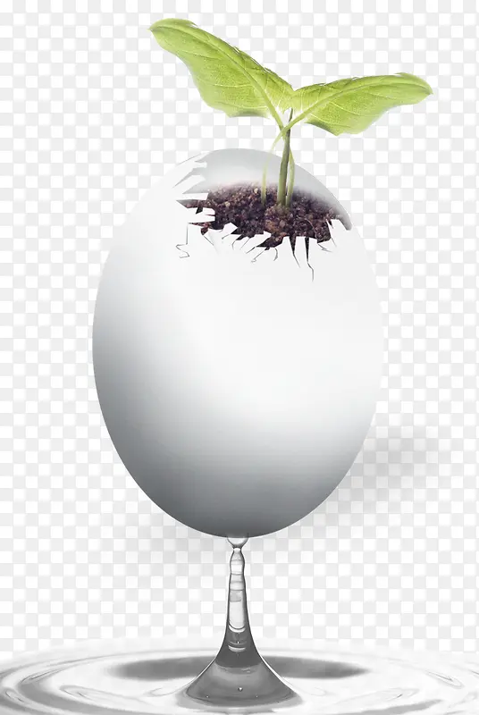 鸡蛋植物
