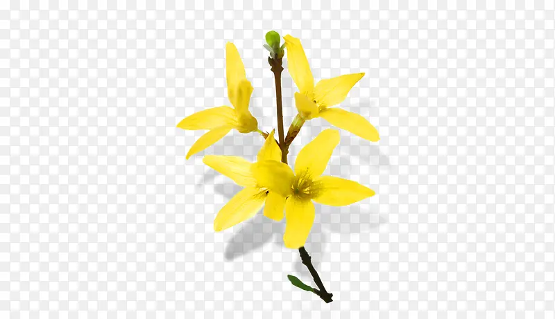 花卉专辑