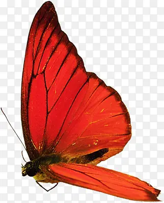 创意合成红色的蝴蝶设计