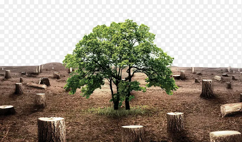 砍伐树木