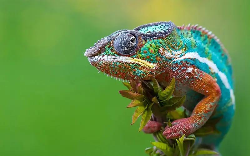 自然绿色青蛙素材彩色