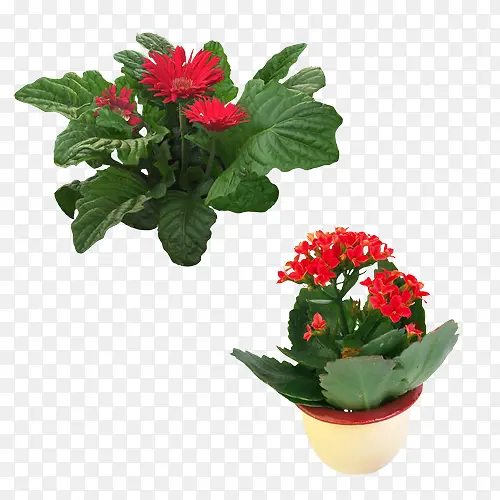 红色盆花