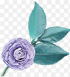紫色小花蓝叶