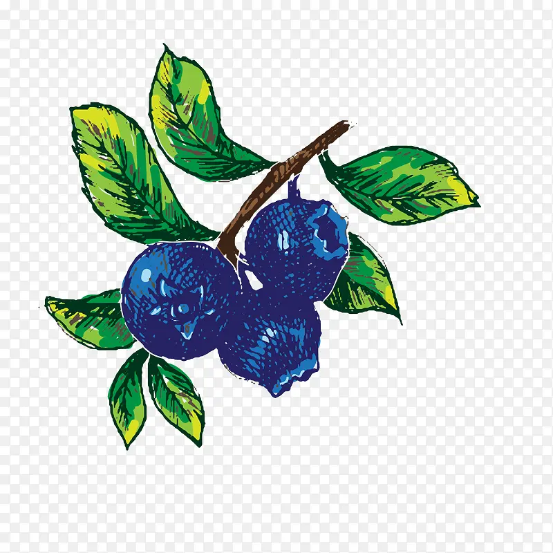 矢量蓝莓树