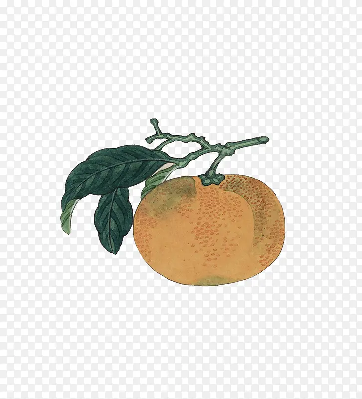 可爱手绘橘子