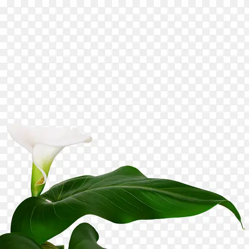白花，绿叶，植物，装饰-1