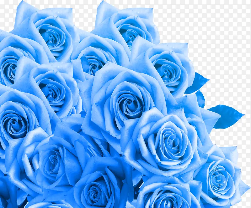 蓝色梦幻婚礼玫瑰