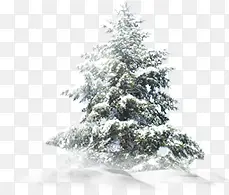 白色树木雪景设计
