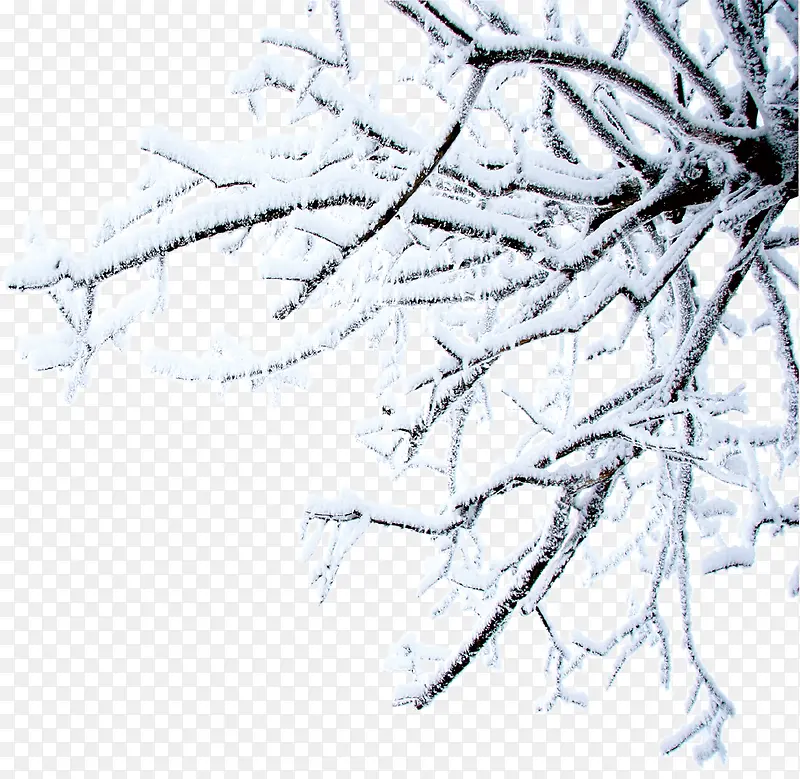 白色雪景冬日树木