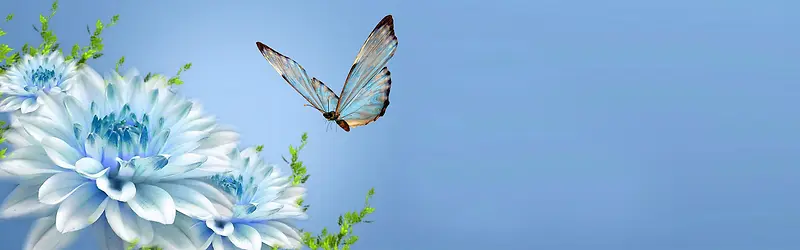 清新背景　蝴蝶