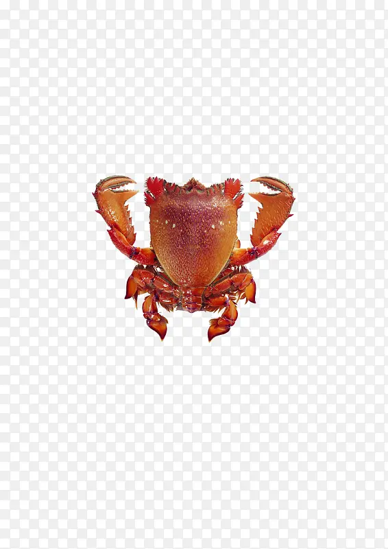 昆虫 虫子