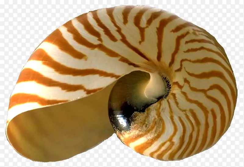 海螺装饰图片