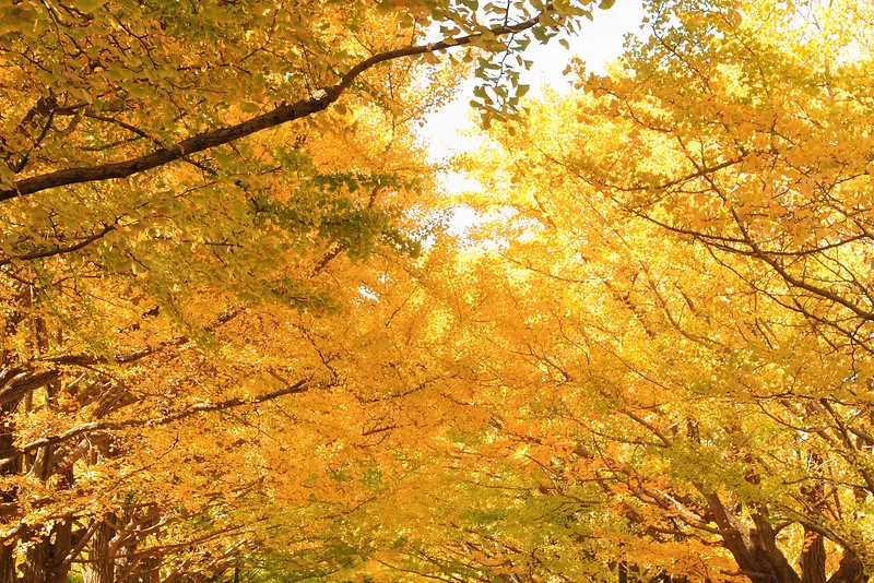 秋天梦幻黄色树叶
