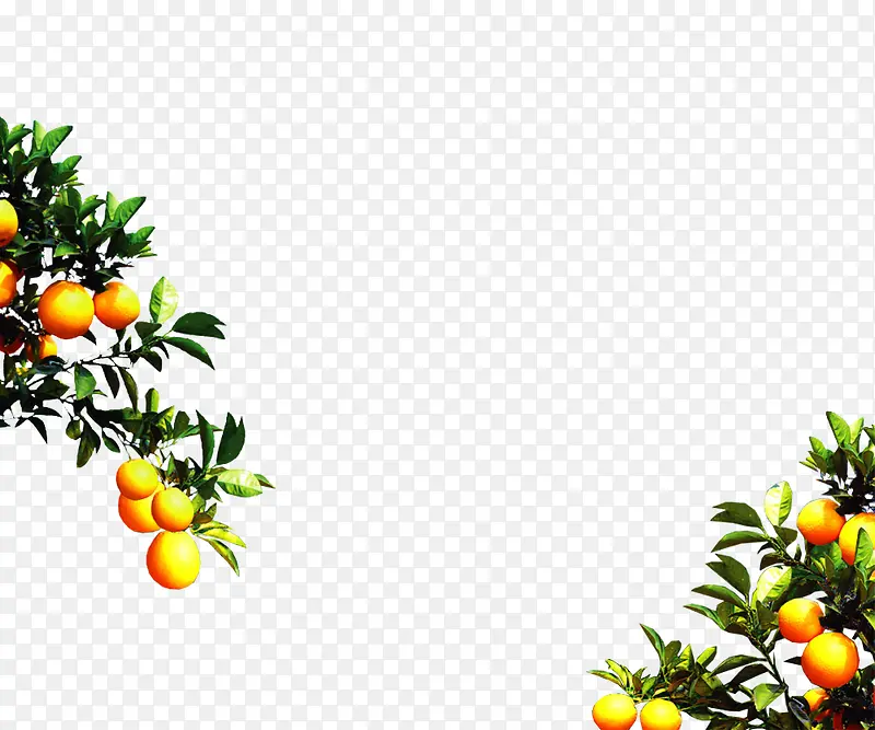 高清黄色橘子树叶