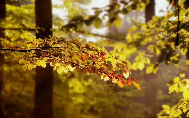 秋天黄色树叶壁纸