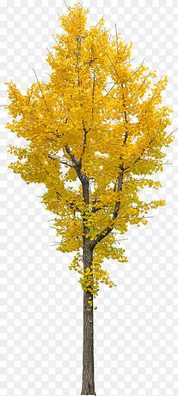 黄色树木素材图片