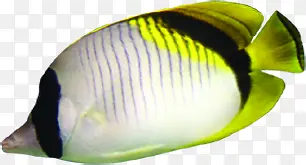 手绘黄色可爱热带鱼