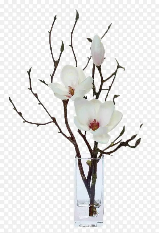 植物花朵白花