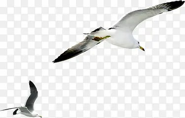 飞翔海鸥设计白色