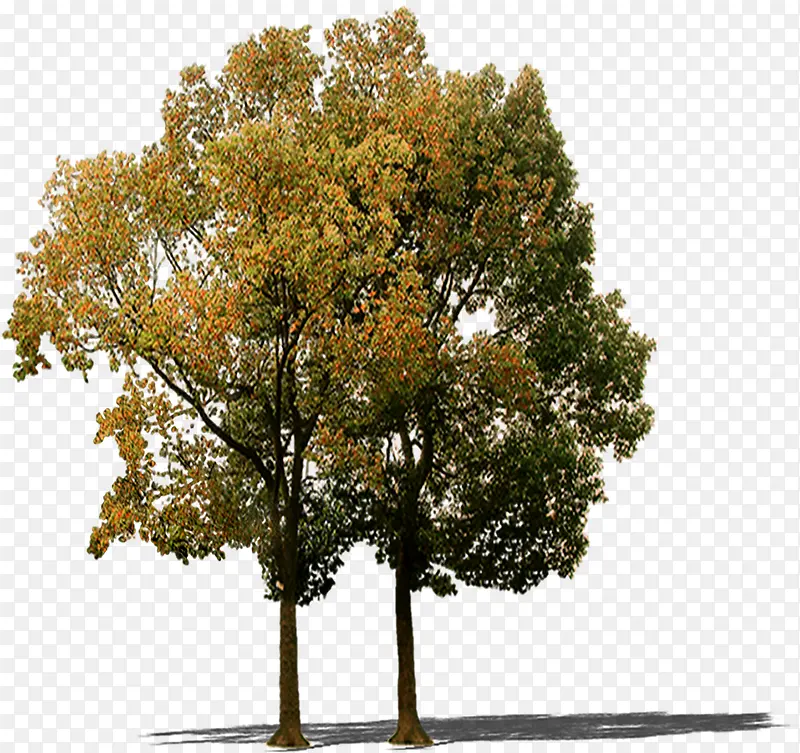 黄色创意高清树木合成