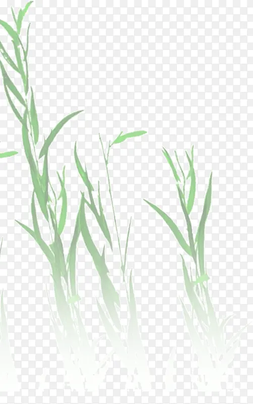 翠绿色的芦苇