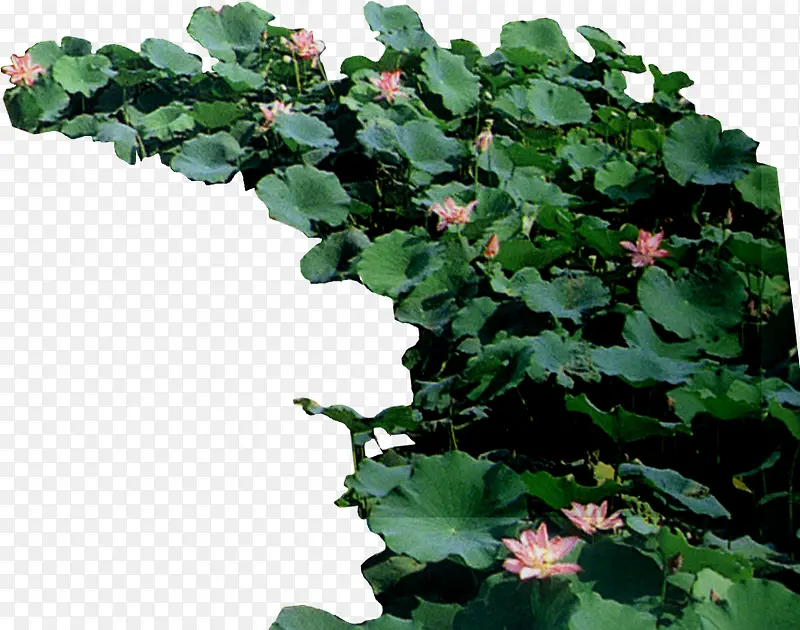 景观林园池塘荷花