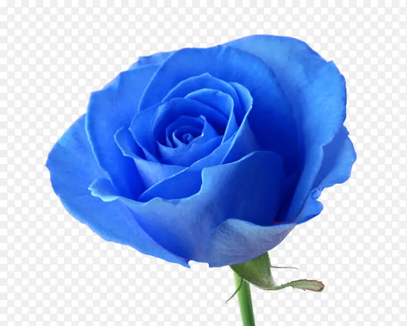 蓝色玫瑰png免扣素材