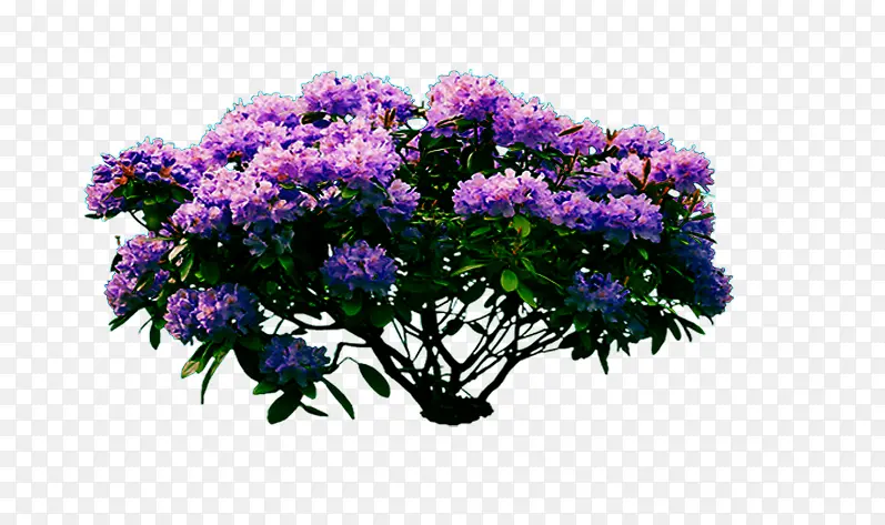 美丽的紫色花树