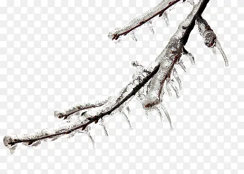 冰条枯树图片