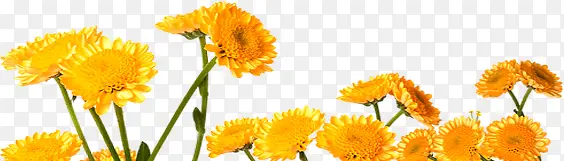 黄色花卉海报设计
