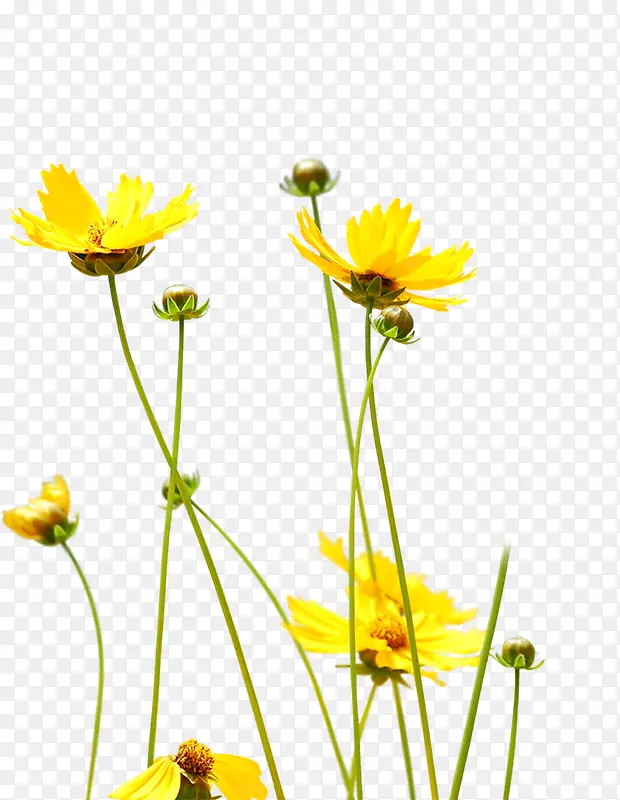 黄色花卉现代风景海报