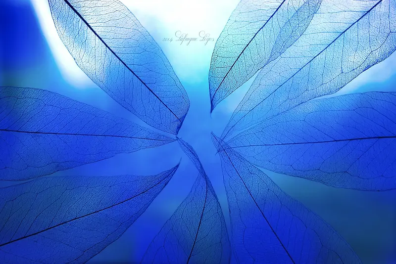 艺术形状的蓝色叶子