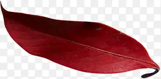红色叶子咖啡海报