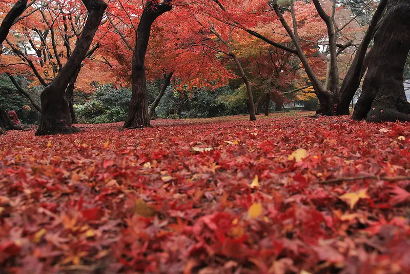 红色枫叶小道海报