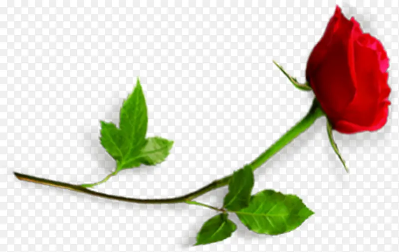 植物红色花朵海报设计