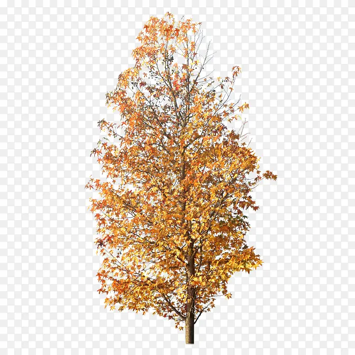 秋天枫叶树木高清免抠图片
