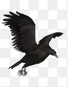 黑色飞舞的老鹰