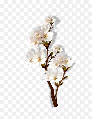 植物白色盛开梅花