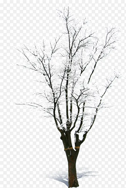 高清创意摄影合成雪景树木