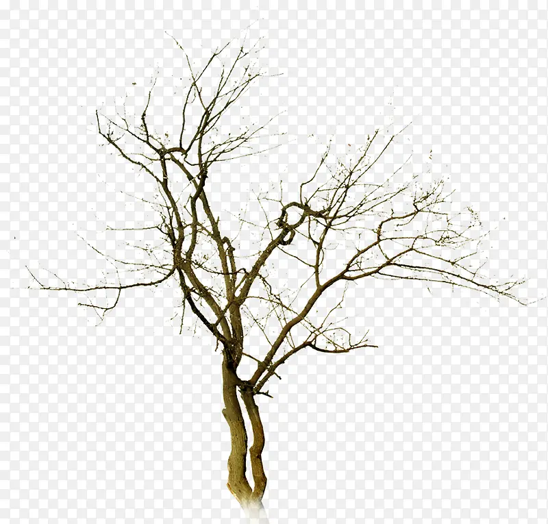 高清摄影创意合成树木