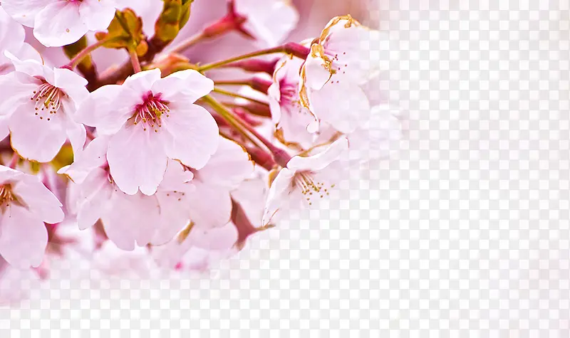 花，粉花