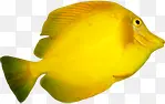 左上黄色热带鱼