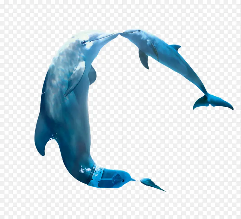 海豚母子