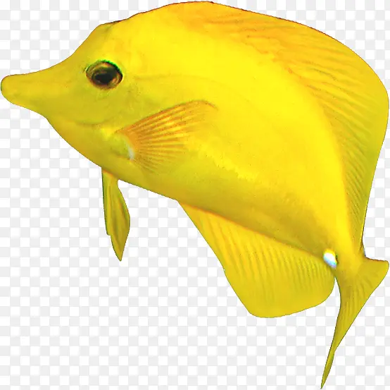 黄色的热带鱼夏天