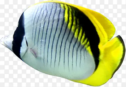 夏季黄尾热带鱼