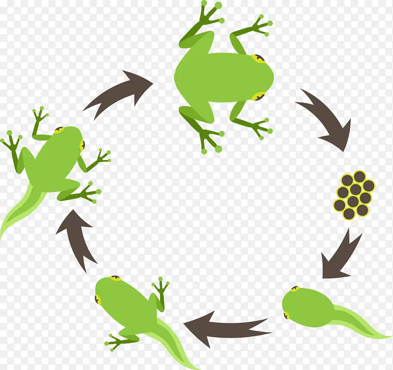 青蛙长大