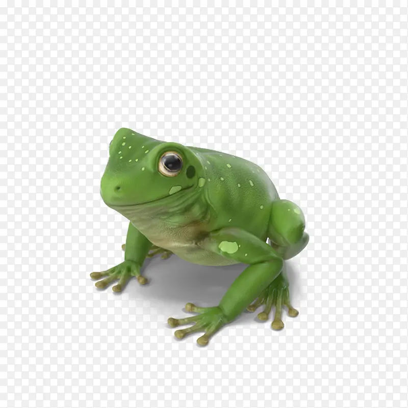 澳大利亚绿色雨蛙