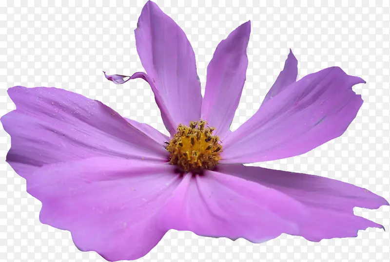 紫色盛开唯美小花